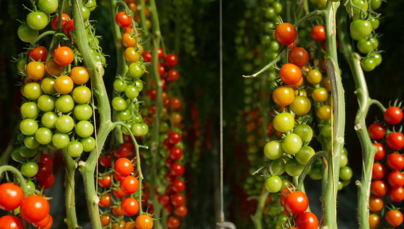 Source.ag raises $17.5M to scale applied AI for sustainable food ...