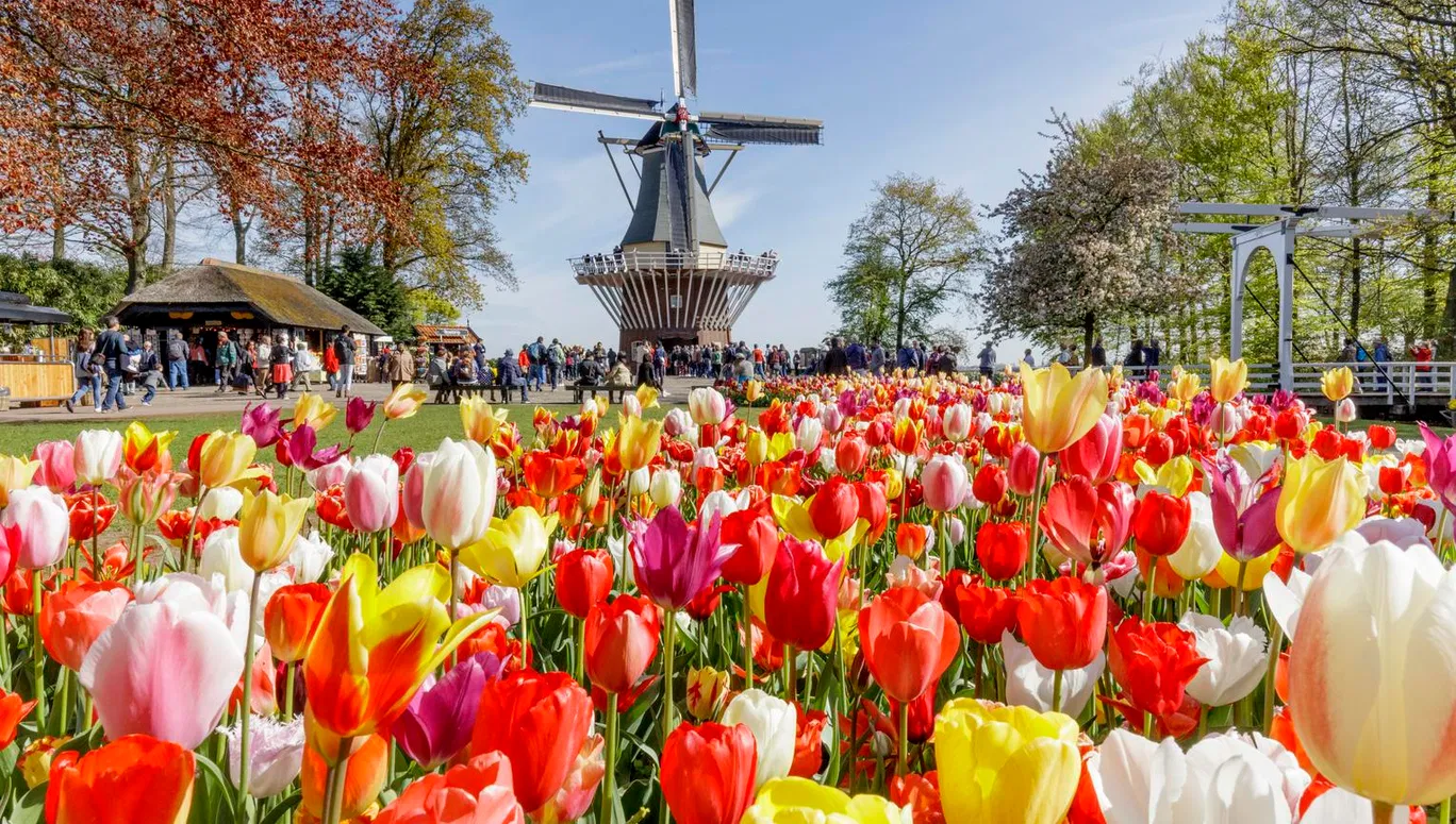 Best Windmills To Visit In Amsterdam I Amsterdam   19jqba10wnxe Keukenhof Windmill And Tulips Laurens Lindhout Rechtenvrij.webp